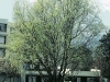 Salix matsudana tortuosa